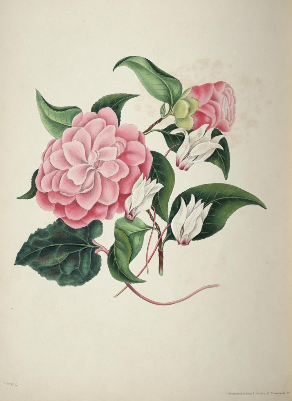 The Beauties Of Flora With Botanic And Poetic Illustrations Being A Selection Of Flowers