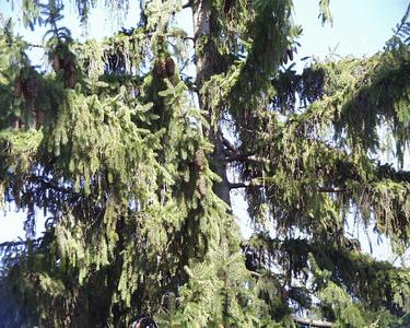 Norway spruce - tree with cones