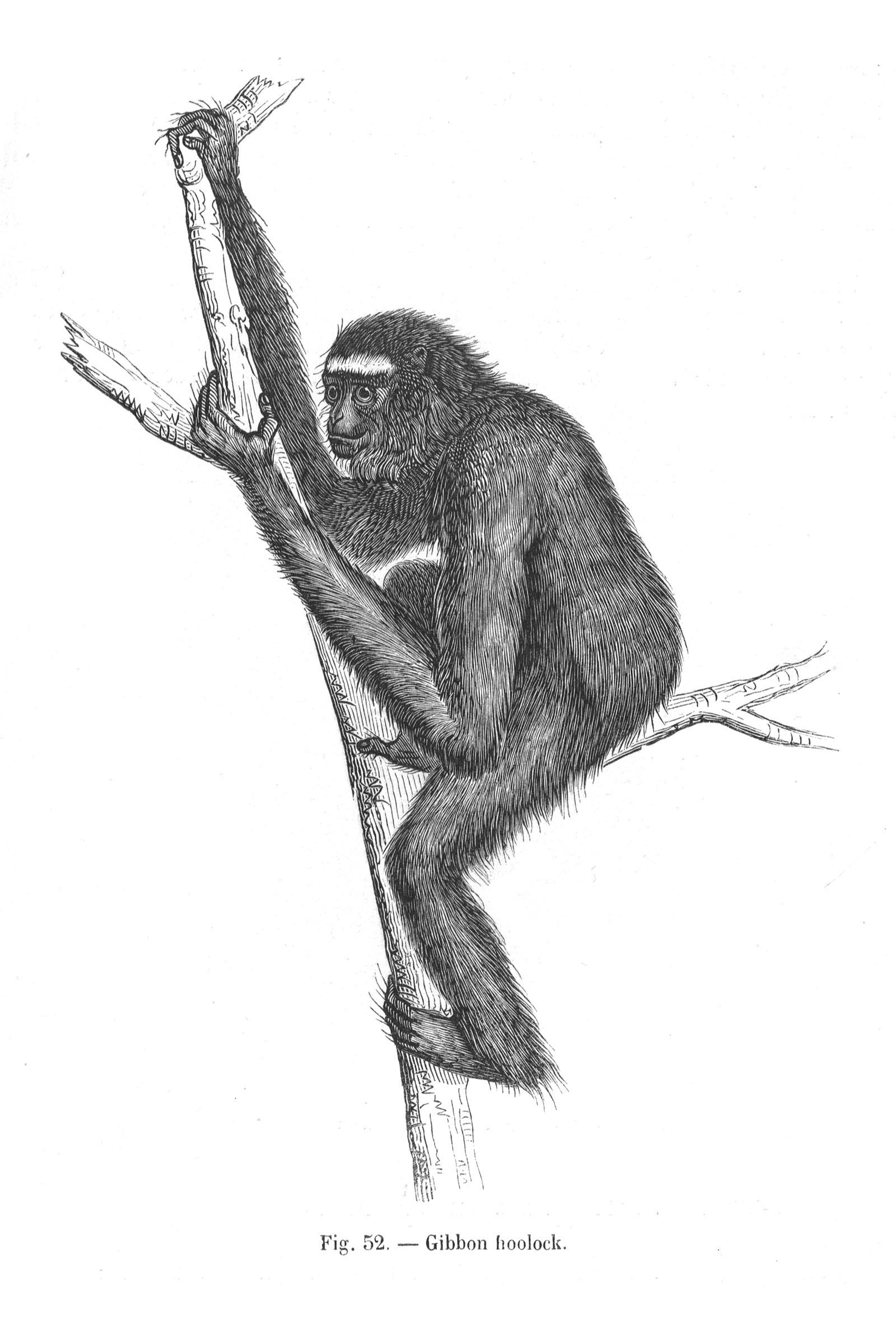 native-79e87.jpg?dl