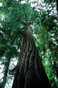 Coastal redwood tree at Muir's Woods