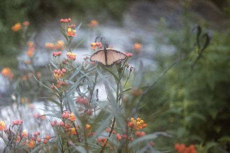 Butterfly on Asclepias currassavica, a milkweed