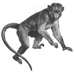Bonnet Macaque Climbing
