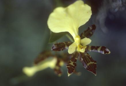 Oncidium orchid from dry thorn forest
