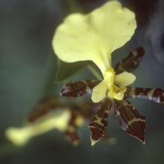 Oncidium orchid from dry thorn forest
