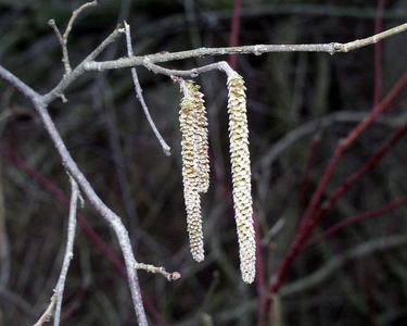 Catkins of male flowers of Corylus