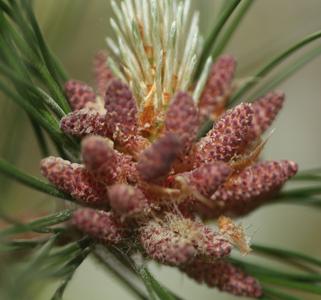 Red pine bough with mature microsporangiate strobil