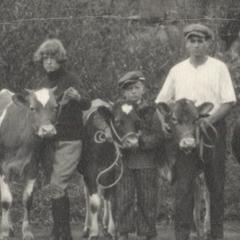 4-H kids with cows