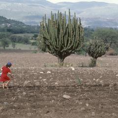 Planting corn fields on June 20 (!!) north of Autlán