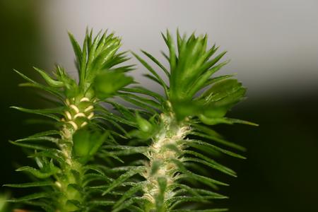 Shoot with sporophylls of shining club moss