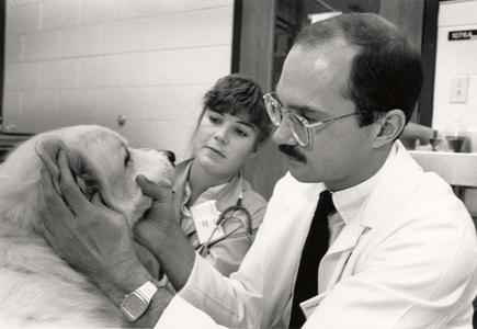 Veterinary students examining canine patient