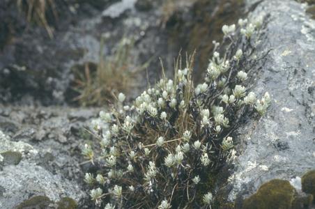 Gnaphalium lavendulifolium, Cofre de Perote