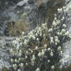 Gnaphalium lavendulifolium, Cofre de Perote