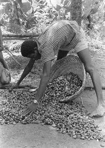 Gathering the Palm Nuts for Making Oil