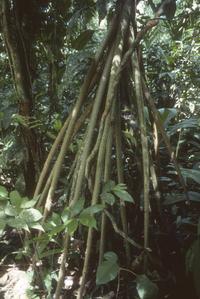 Stilt-rooted palm in tropical rainforest at La Selva OTS Field Station