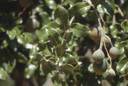 Fruits and leaves of Capparis stenosepala