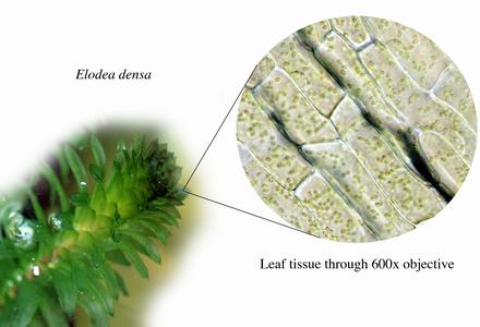 Elodea plant with microscopic view of its leaf cells