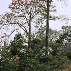 Trees in Ogidi