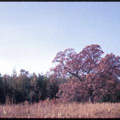 Jackson oak