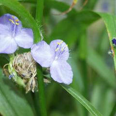 Photo of shoot of Tradescantia with flowers