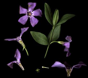 Scanned flowers and foliage of Vinca minor