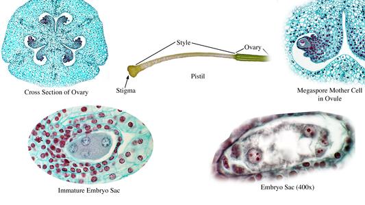 Lilium - composite of images of the gynoecium : cross section of the ovary, pistil in profile, ovule with megaspore mother cell, four-nucleated embryo sac, mature 8-nucleated 7-celled embryo sac