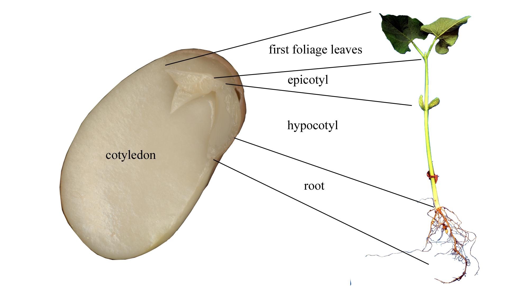 plant embryo diagram