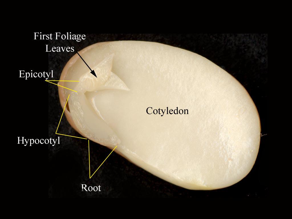 Seed Diagram With Labels