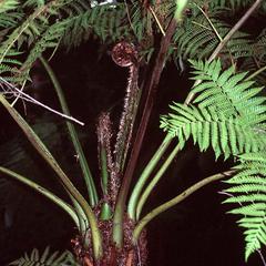Circinate vernation of a tree fern