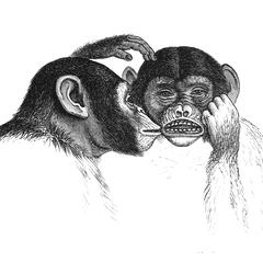 Tètes du chimpanzé jeune, mort au Muséum (Faces of juvenile chimpanzees, dead at museum)