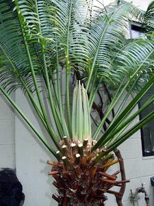 Cycas circinalis - apex of the plant with leaf primmordia
