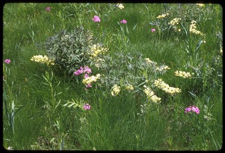 Baptisia and Phlox in bloom at Greene Prairie, University of Wisconsin Arboretum