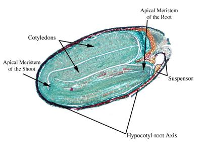 Mature ovule with labels of Capsella