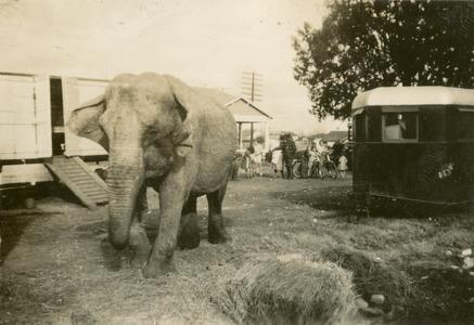 Elephant walking from circus trailer