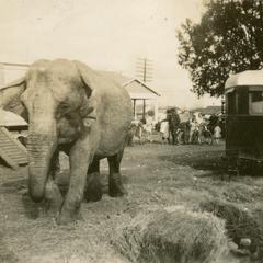 Elephant walking from circus trailer