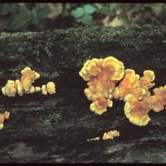 Sulfur shelf fungi on log