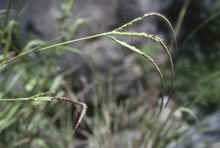 Tripsacum grass at Ojo de Salas sinkhole