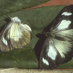 Itaballia caesia butterfly, pollinator of a species of Podandrogyne