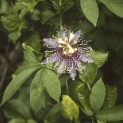 Passion flower, in valley at base of Volcán Telica