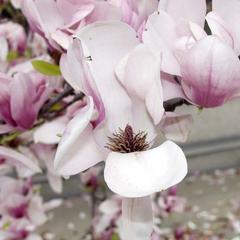 Magnolia x Soulangiana flowers