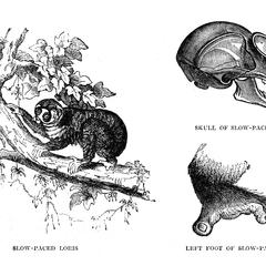 Slow-Paced Loris, Skull of Slow-Paced Loris, and Left Foot of Slow-Paced Loris