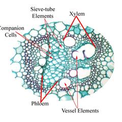 Labeled vascular bundle in cross section of Zea stem