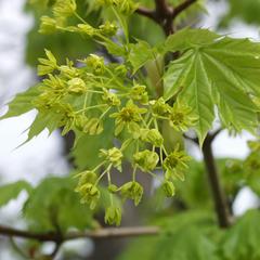 Acer platanoides - inflorescence
