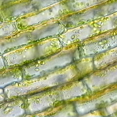 Cytoplasmic streaming in Elodea leaf cells