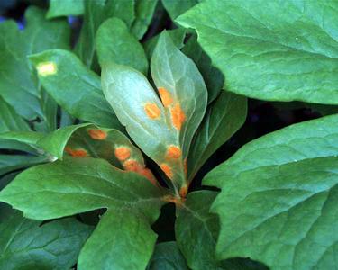 Podophyllum peltatum - leaf with rust