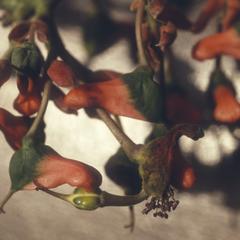 Pedilanthus palmeri (Euphorbiaceae)