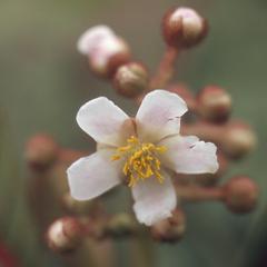 Close-up of Saurauia flower, above San Antonio Huista