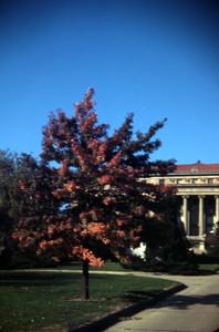 Tree in front of Agricultural Hall
