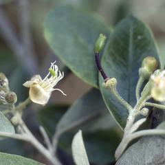 Capparis avicennifolia, west of El Progreso