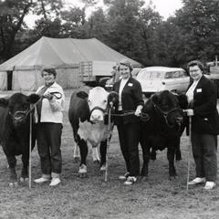 Cows at the 1954 Wisconsin Livestock Breeders Association Show