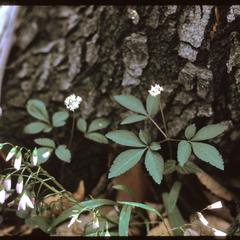Panax trifolium, Renak-Polak Maple-Beech Woods, State Natural Area